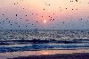 Portugal - Costa da Caparica (Concelho de Almada): gaivotas ao pr do sol - photo by M.Durruti